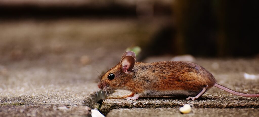 brown and white rodent on gray rock